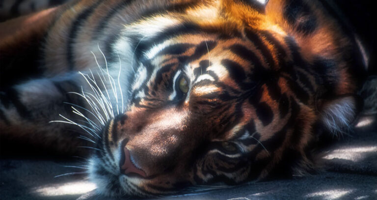 Friendly Tiger Dream Meaning (Embrace Your Feline Side!)
