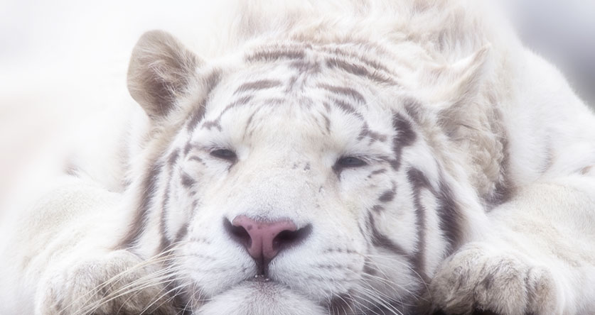 friendly white tiger dream meaning